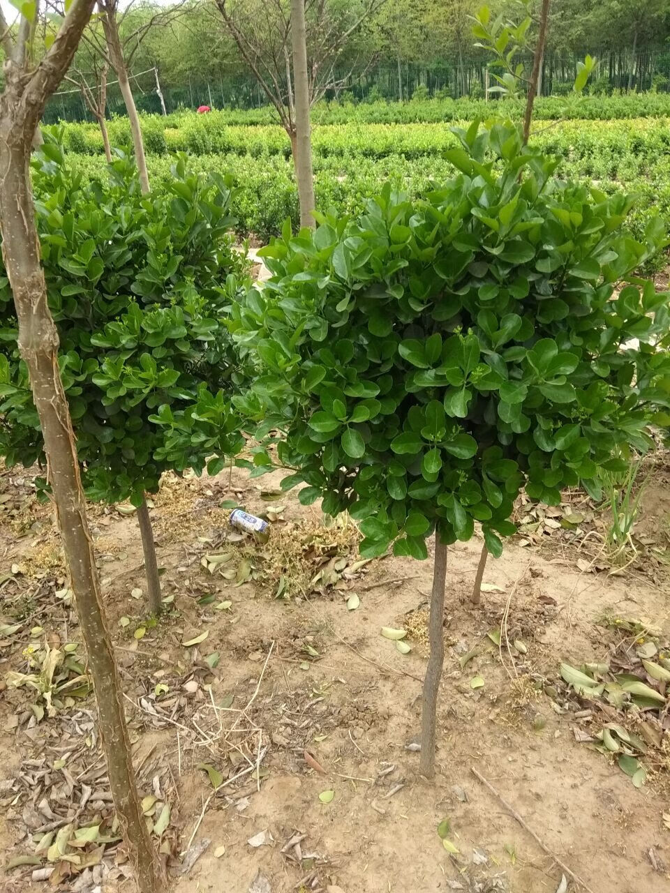 独干冬青大叶黄杨单杆园林庭院植物四季常青冬青树造景园艺绿植冬青苗