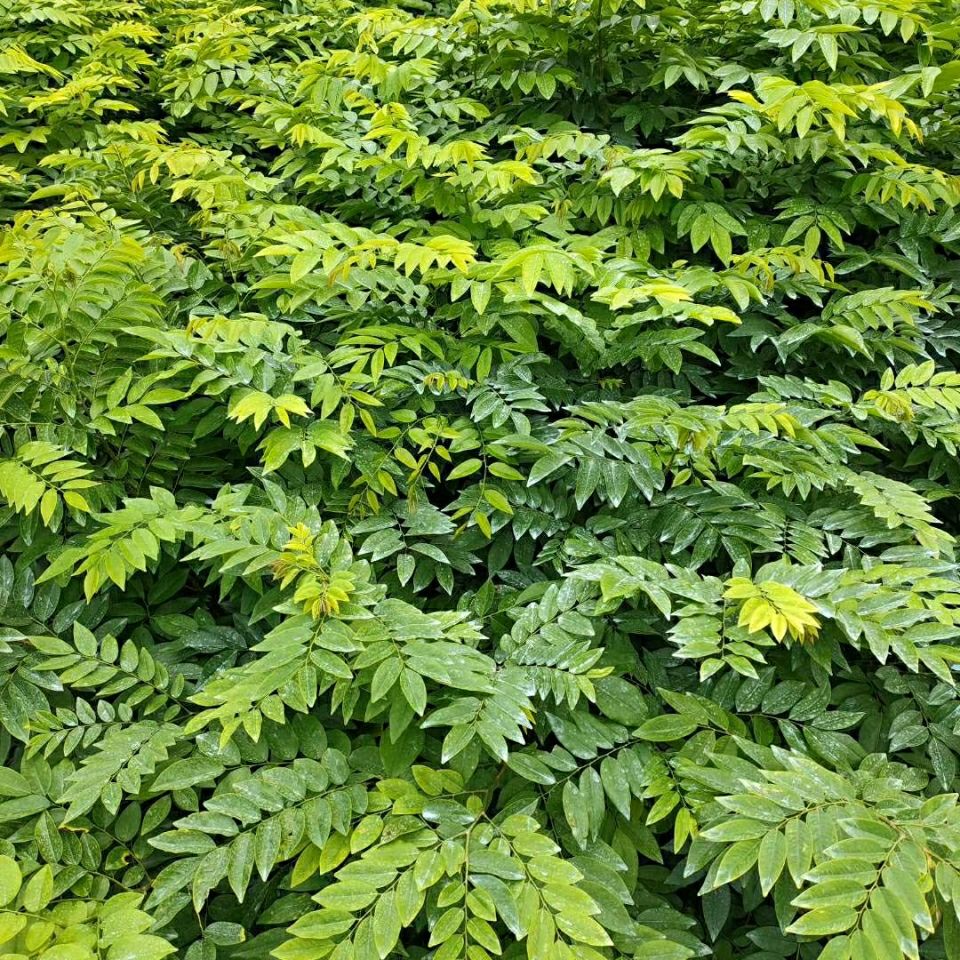 祉鹿 黄花梨树苗木海南树苖苗降香黄檀红木 50-60cm两棵【图片 价格