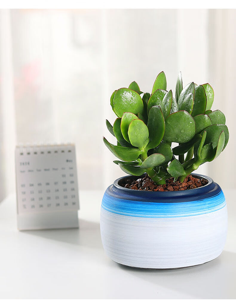 精选绿植玉树盆栽树苗盆景老桩多肉四季常青花卉室内阳台吸甲醛绿植