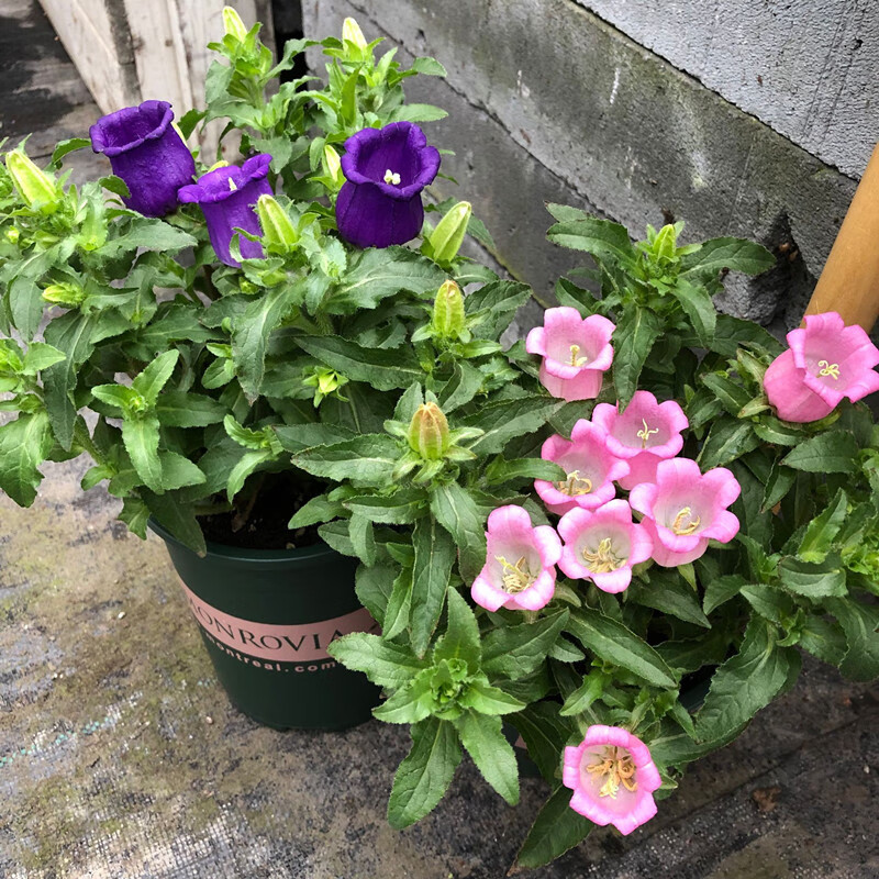 风铃花盆栽室外露天风铃草开花植物耐寒大花风铃庭院花