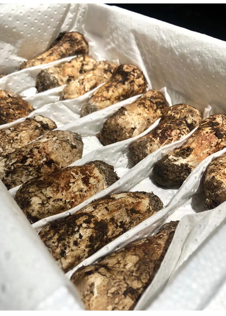 五折 云南特产新鲜野生菌菇鲜蘑菇食用松茸500g出口级养生 13cm以上