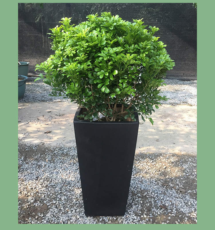 米兰盆栽 米仔兰盆景走廊阳台庭院造景常用开花常绿绿植 高80-90cm 含