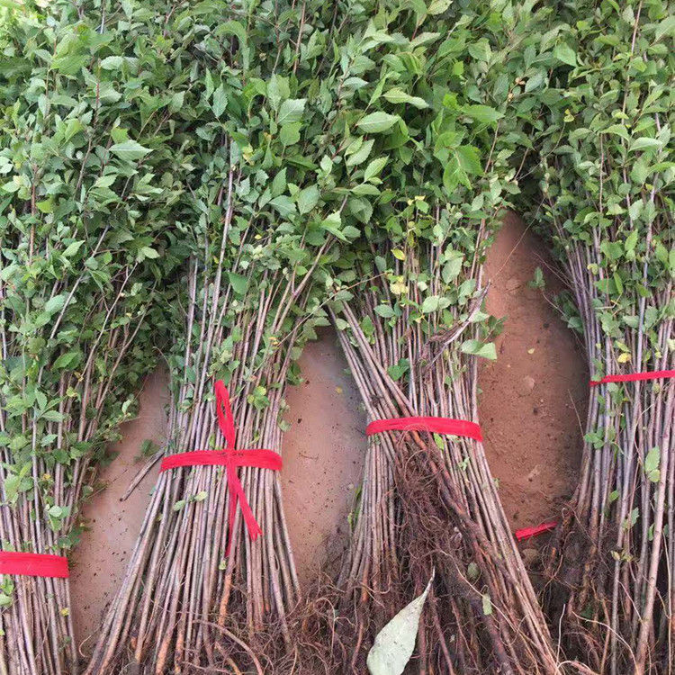 姬卉榆树苗白榆家榆速生榆钱树小苗别墅庭院种植绿化工程行道树苗木l