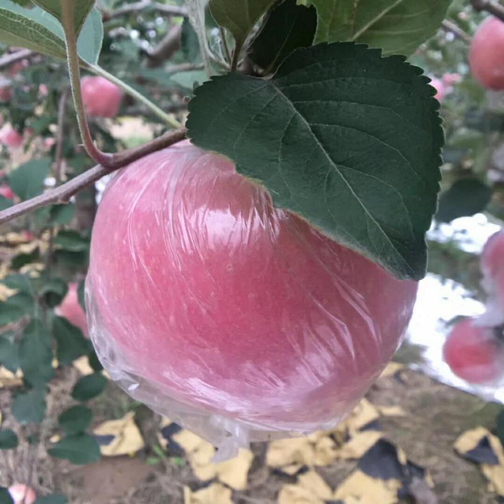 年货大果山西运城临猗红富士苹果脆甜山西苹果大果脆新鲜冰糖心丑苹果