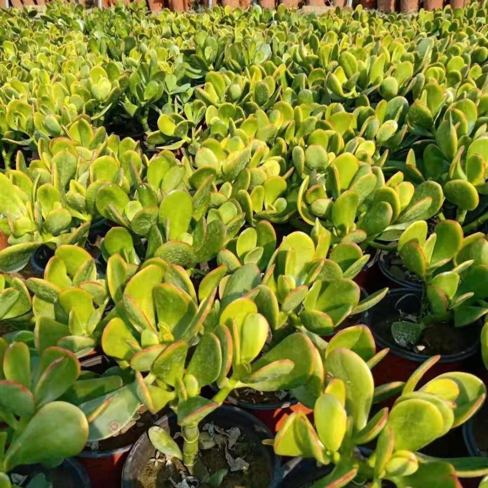 稀有品种玉树盆栽黄金花月紫叶玉树红边玉树多肉老桩植物 玉树6年苗