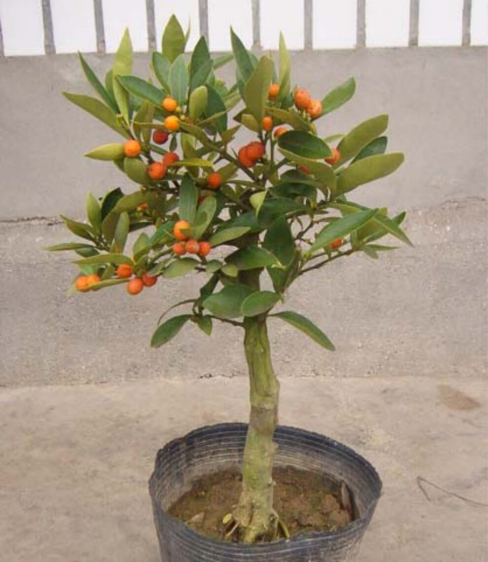 金豆苗盆景小苗豆苗山桔苗野山柑树苗长青金豆苗木苗圃直销1棵3040