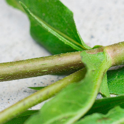 野生新货干品中草药材墨旱莲旱莲草白花蟛蜞菊墨斗草鳢肠白花墨菜 500