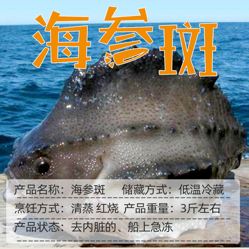 順豐直達冷凍海鮮水產石斑魚超大整條北極海參斑新鮮深海斑魚3斤左右