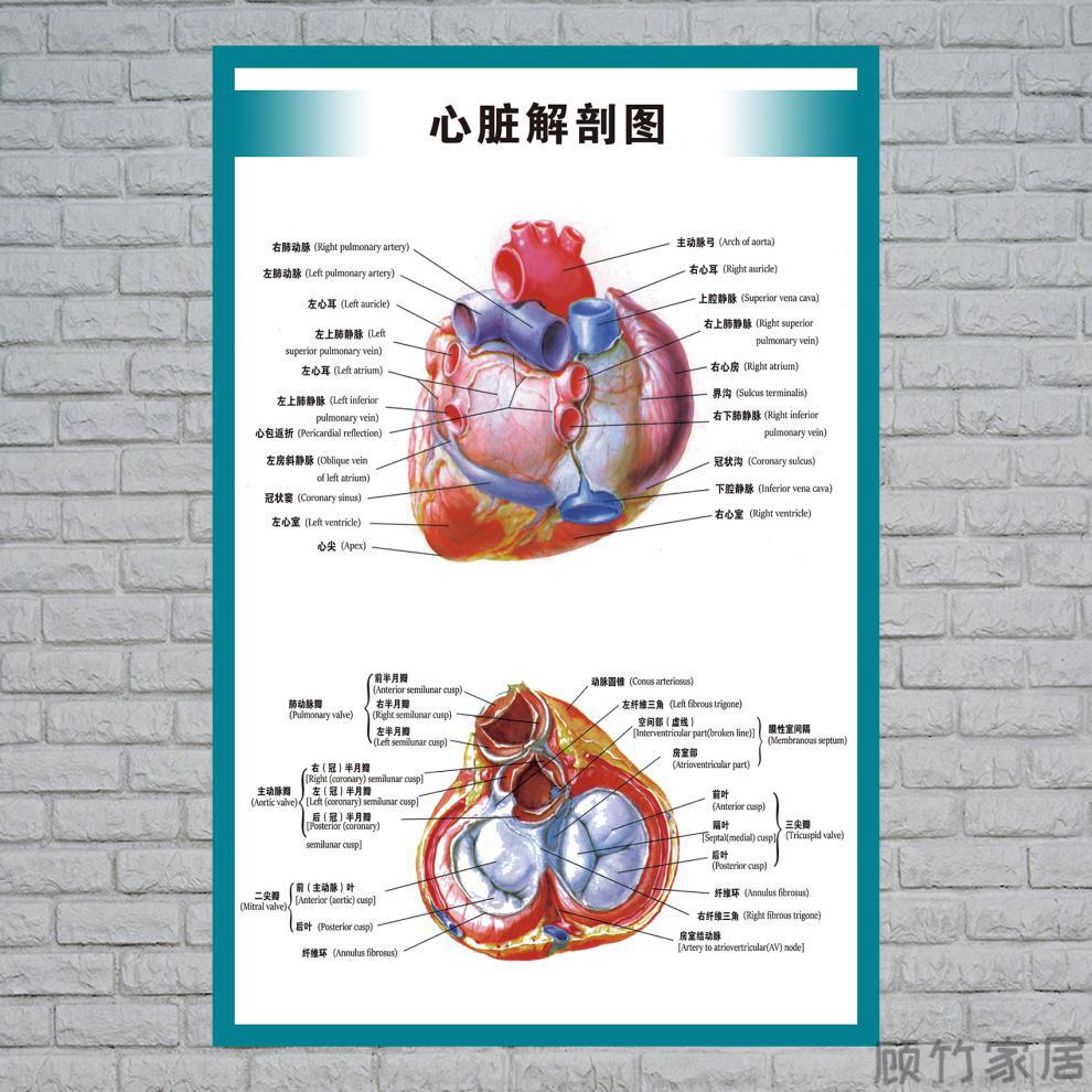 結構圖醫院海報全身器官分佈穴位圖解剖圖掛畫人體內臟位置分佈圖3550