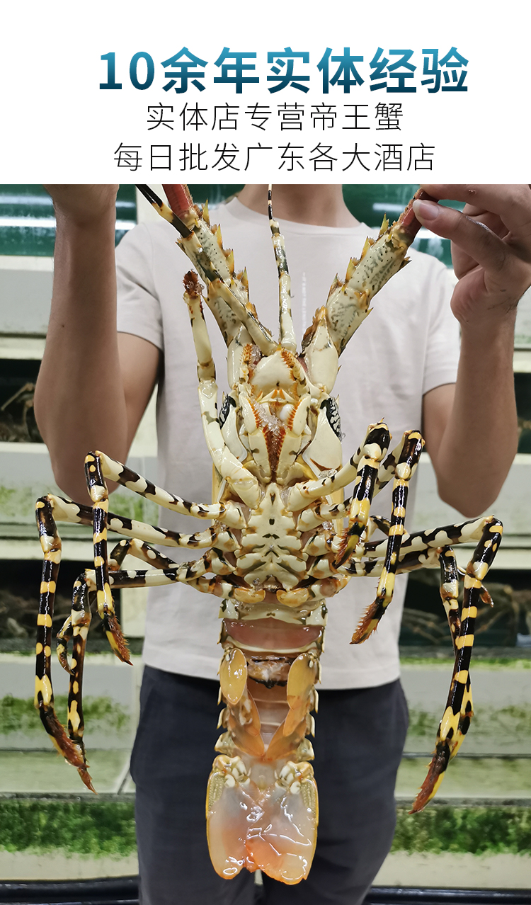 顺丰舔鲜海鲜澳洲花龙35斤只澳洲大龙虾海鲜水产鲜活冷冻3斤