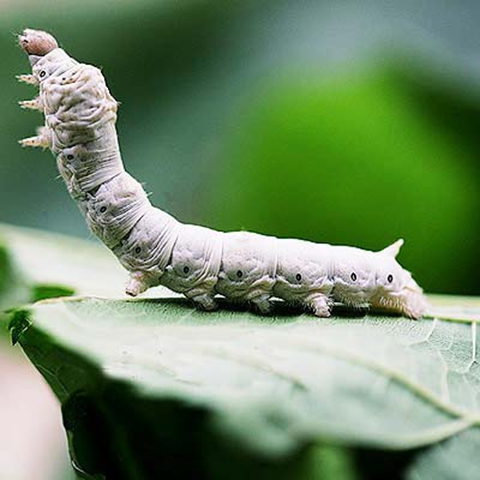 蚕宝宝活体蚕卵套装天然七彩蚕学生养蚕新鲜桑叶蚕种白蚕彩色饲料红色套装1龄蚕 图片价格品牌报价 京东