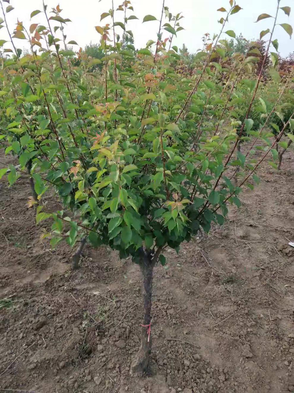 腊梅花树苗图片大全(腊梅花树苗的种植方法)