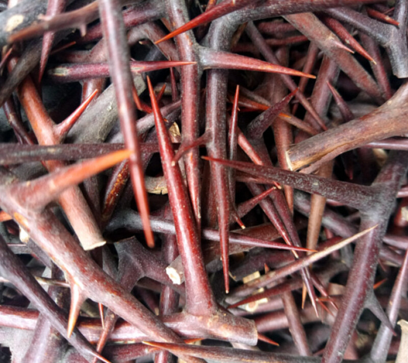 北京同仁堂中药材皂角刺正宗河北野生皂角刺鬼角刺鬼皂刺皂荚刺天丁棍