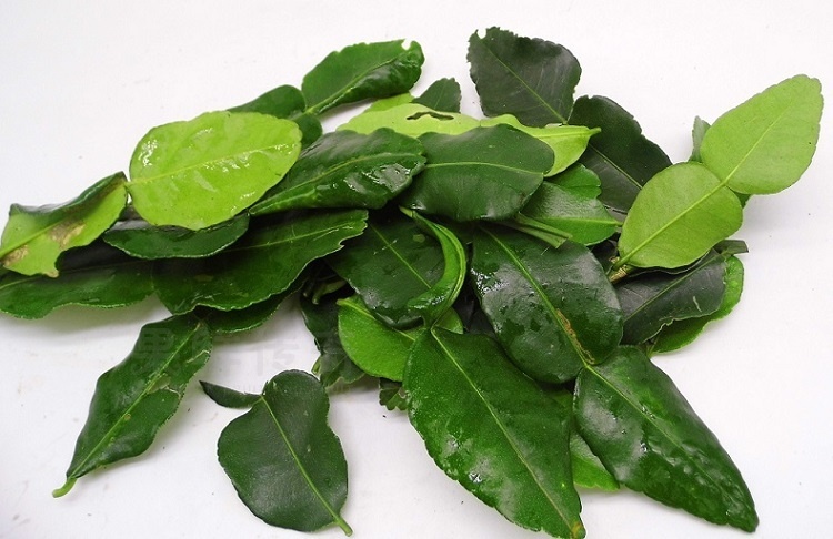 新鲜柠檬叶500g 青柠叶 西餐调味料香料 泰国冬阴功汤料【图片 价格
