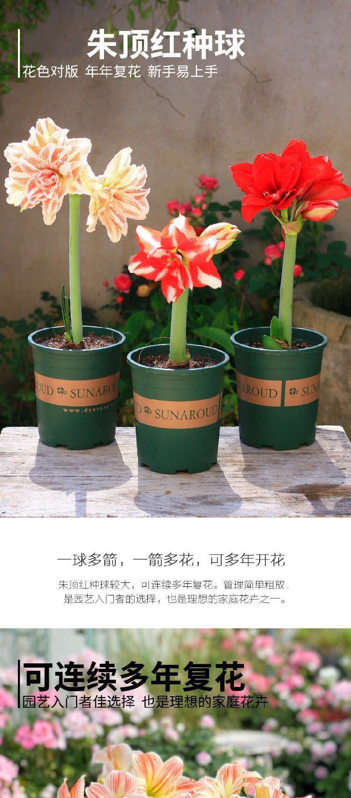 朱顶红种球荷兰重瓣多年生球根植物绿植花卉盆栽冬日阳光重瓣裸根不