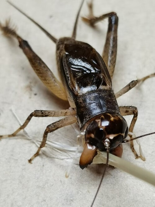 kjhgf山东蛐蛐活虫活体斗蟋蟀宁津蟋蟀宁阳蟋蟀鸣虫蝈蝈 5厘左右1只