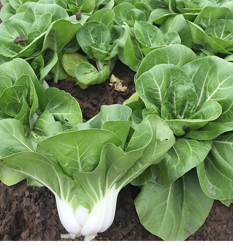 白梗鸡毛菜种子耐热快菜白里挑一矮脚小白菜春季夏季秋季四季青菜白里
