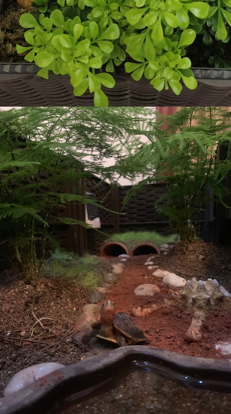 【可开票】黄缘龟安缘专用缸环境养殖造景半水龟箱雨林垫材中华草龟