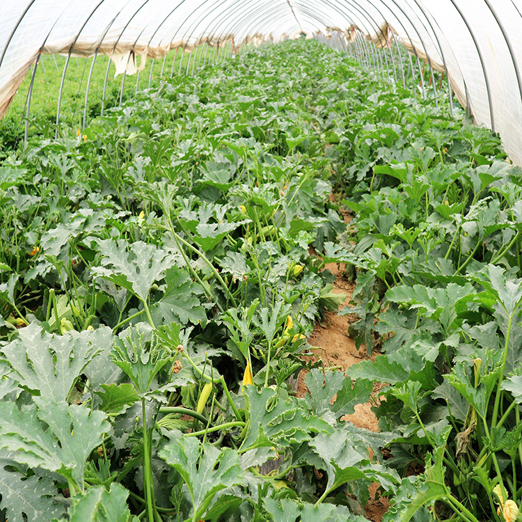 颜集卉西葫芦苗站瓜苗北瓜搅瓜小南瓜盆栽菜园无蔓耐热耐寒高产蔬菜