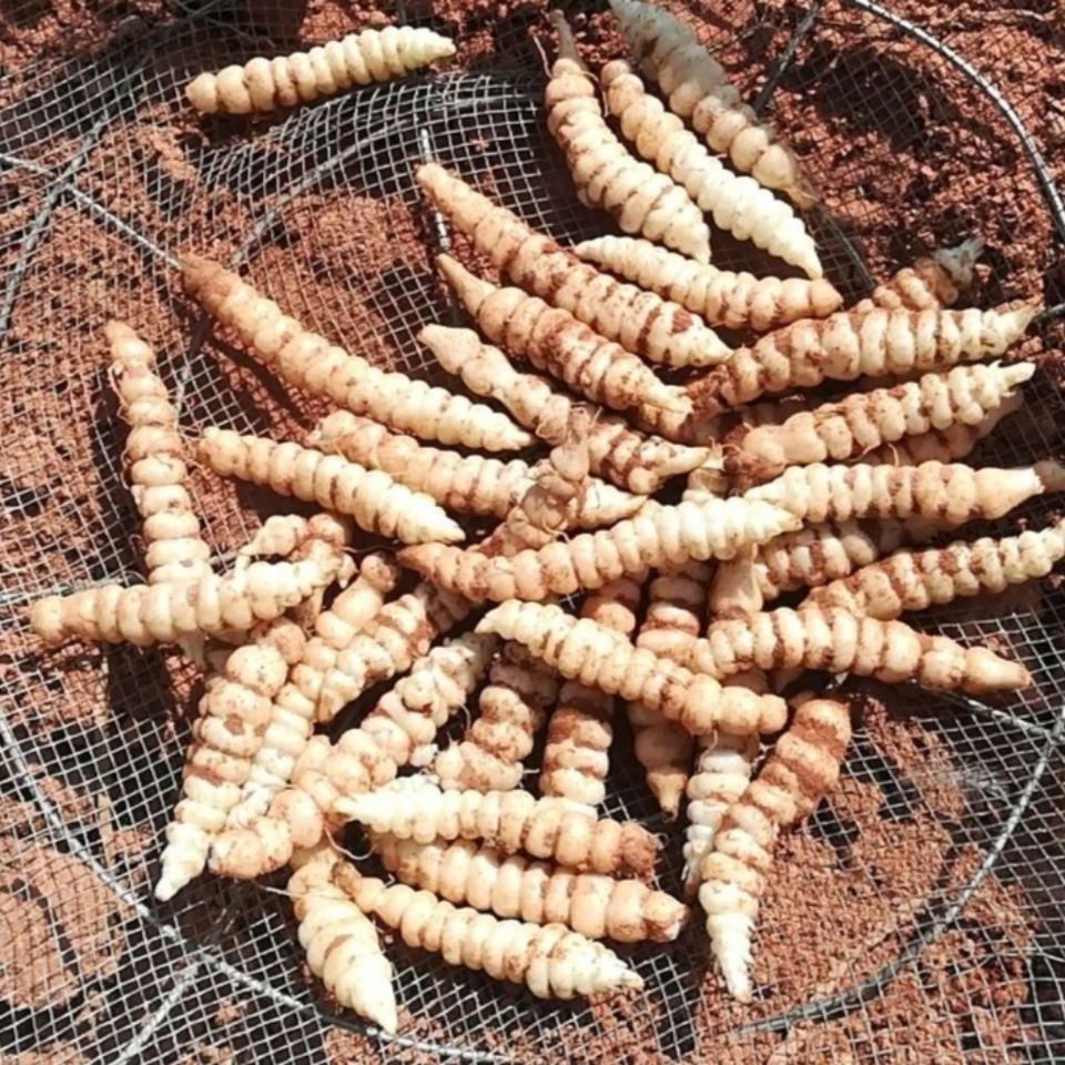 现挖新鲜螺丝菜宝塔菜地牯牛地环玉珠地葫芦甘露农家下饭菜泡菜 新鲜