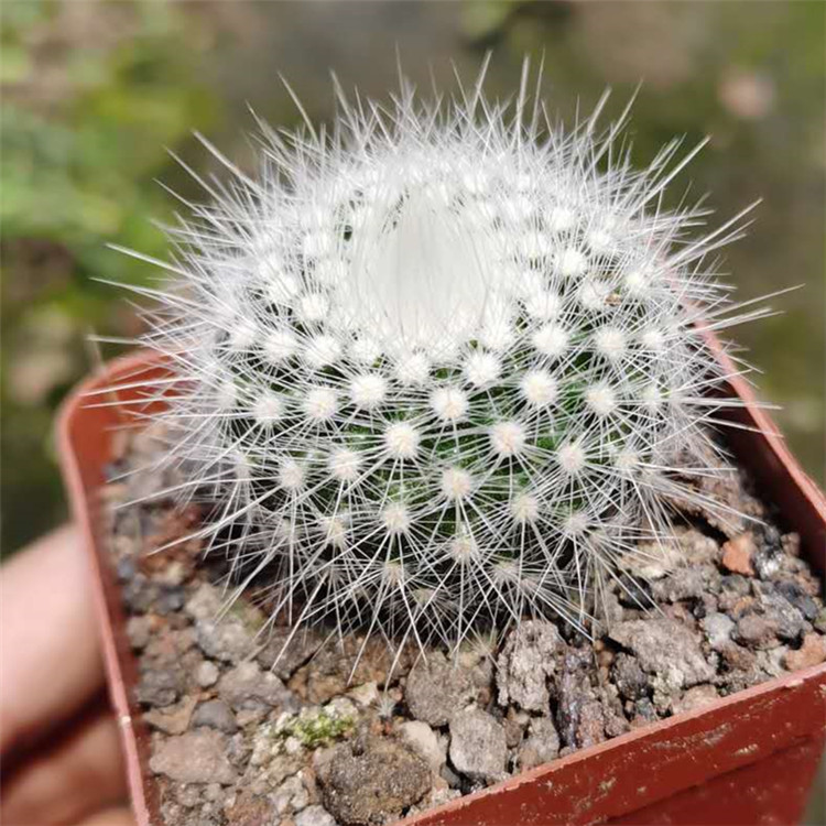 精品仙人球白小町软毛不扎手群生毛绒绒可爱美观多肉植物落地白小町群