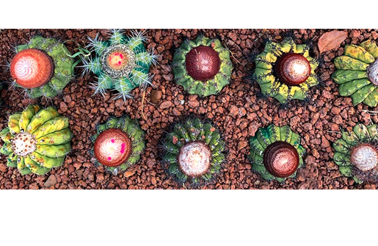 【云球系列】魔云蓝云卷云彩云黄金云紫云豪云实生仙人球仙人掌 卷云