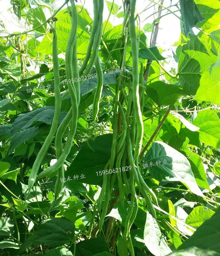 太空无筋架豆种子高产春秋季紫无丝豆角架豆种籽爬藤四季蔬菜种孑无筋