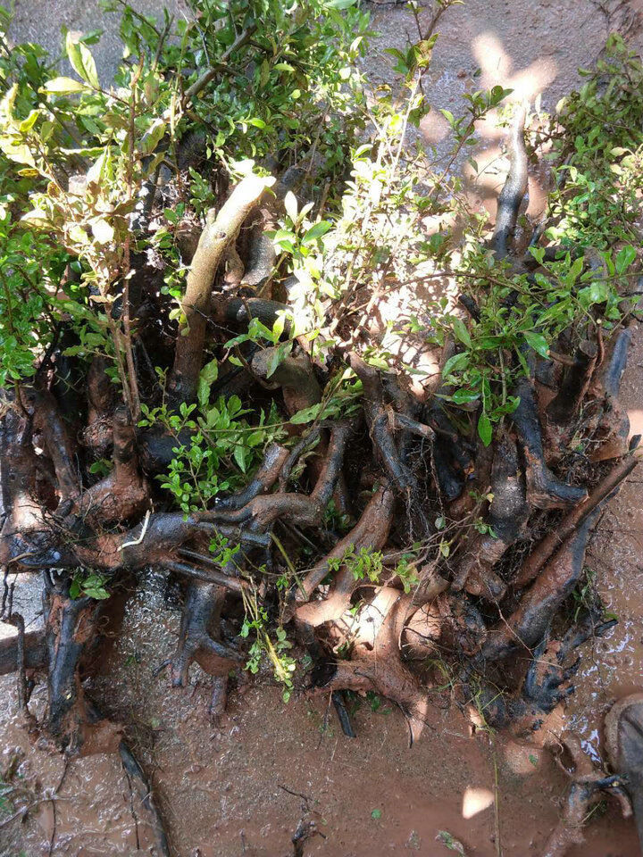 金弹子树桩盆景黑塔子老桩盆景两年熟桩母桩公桩母桩一颗加多菌灵和