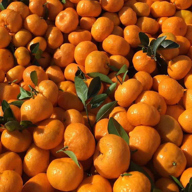 精选生鲜南丰蜜橘小桔子比沙糖桔薄皮酸甜当季新鲜水果