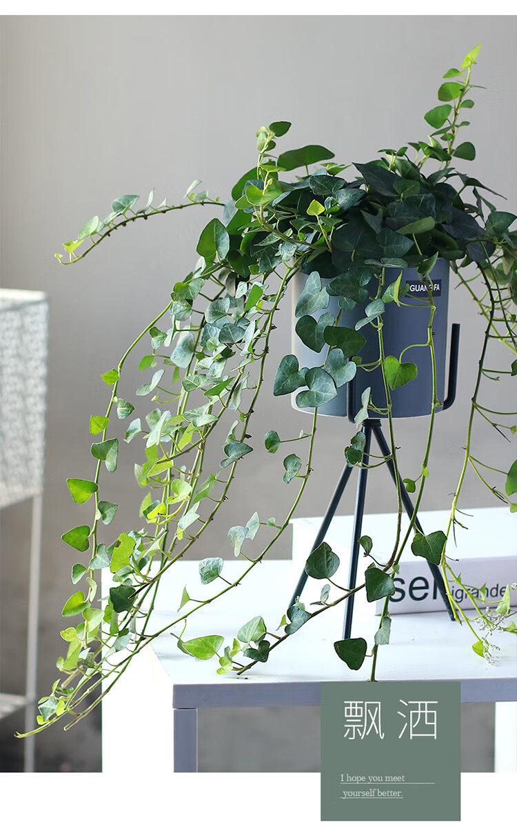 稀有心形叶常春藤室内金边垂吊长藤绿植垂藤水培爬藤植物绿萝盆栽
