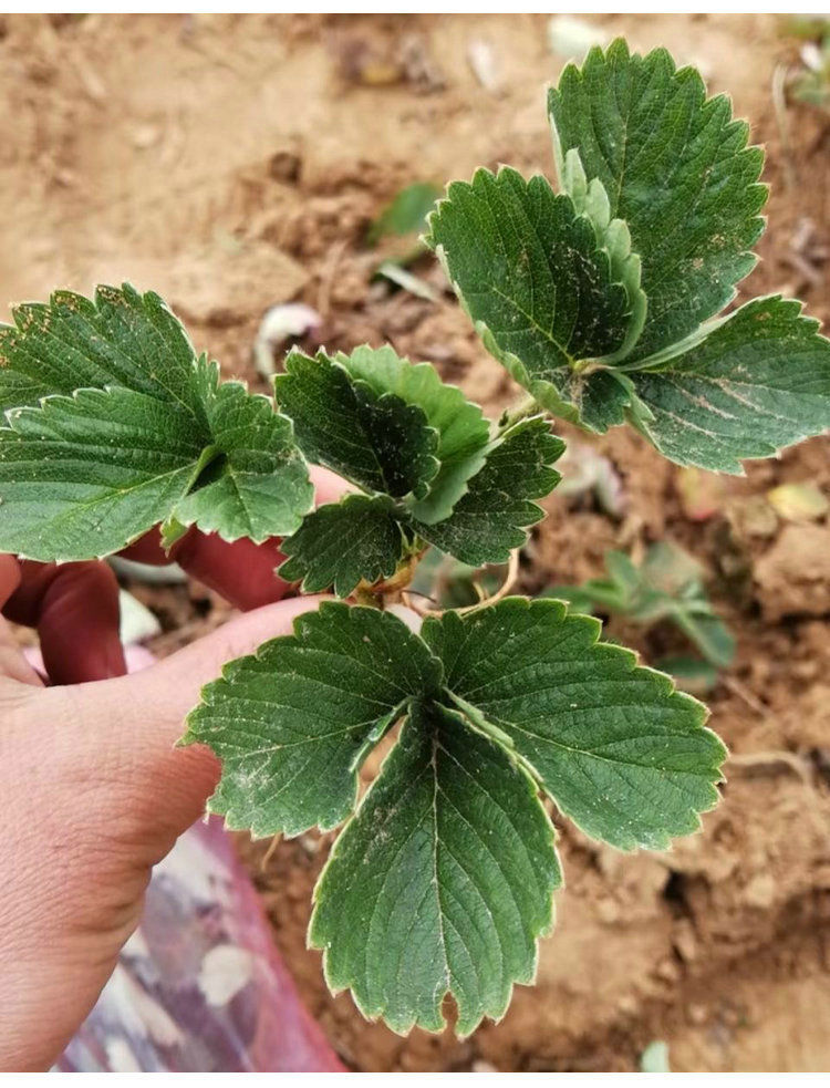 草莓苗盆栽四季结果奶油草莓室内阳台庭院南方北方种植果树苗美车巨早