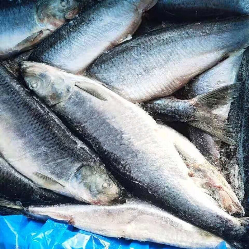 青鱼 鲭鱼 沙丁鱼 海鱼冷冻鲜鱼高丽青 鲱鱼 温鱼满油满籽 2500g 2人