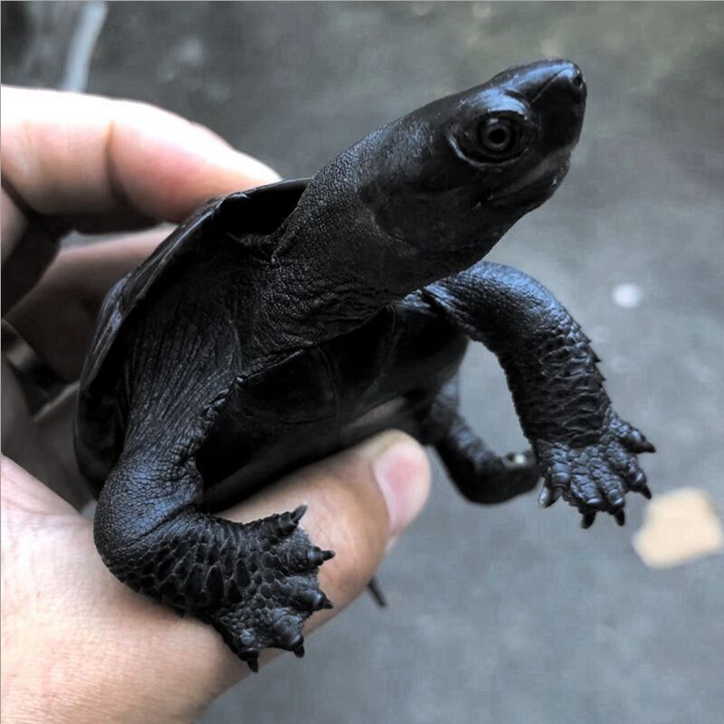 顶墨龟苗活体小乌龟外塘宠物黑腹观赏龟全黑情侣一对中华草龟情侣2只