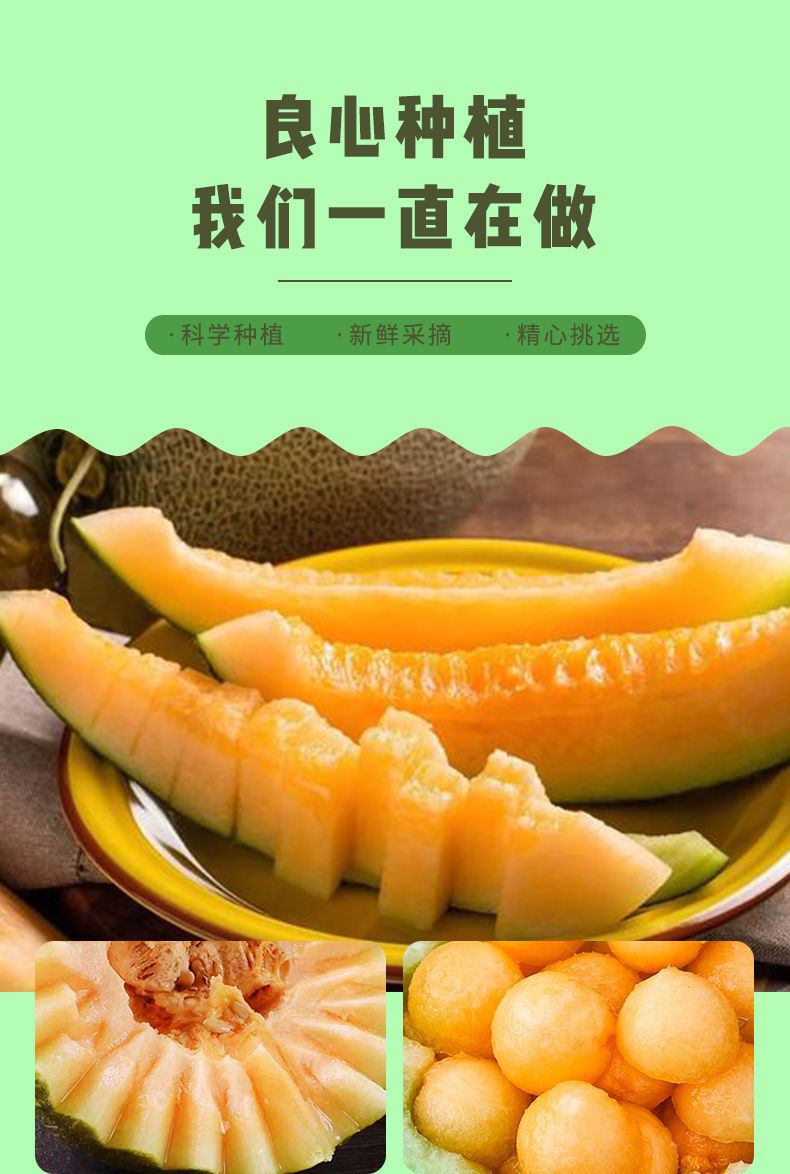 皮薄脆甜哈密瓜海南西州蜜瓜当季新鲜水果网纹甜瓜蜜瓜晓蜜23斤普通果