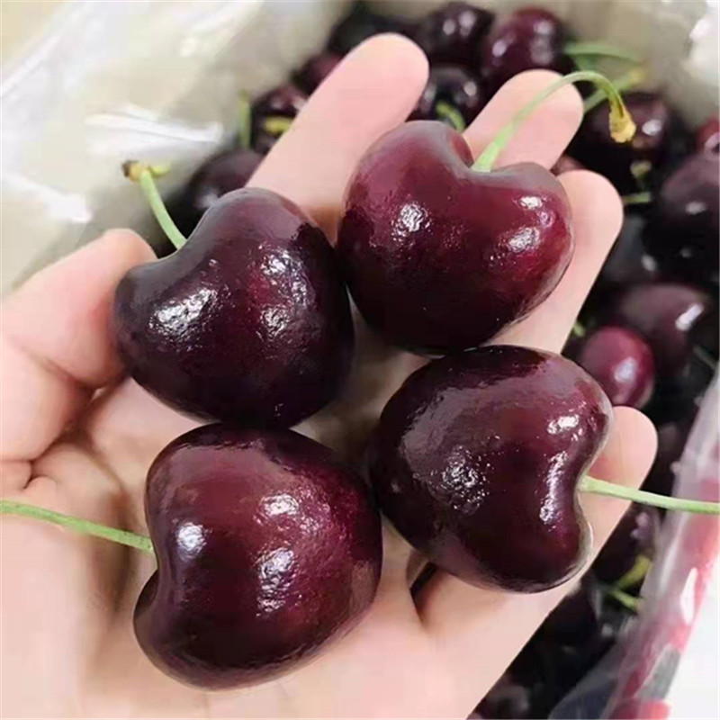 5折 都乐车厘子jjj 2500g 智利都乐车厘子双j大樱桃3j 4j 32mm(含)