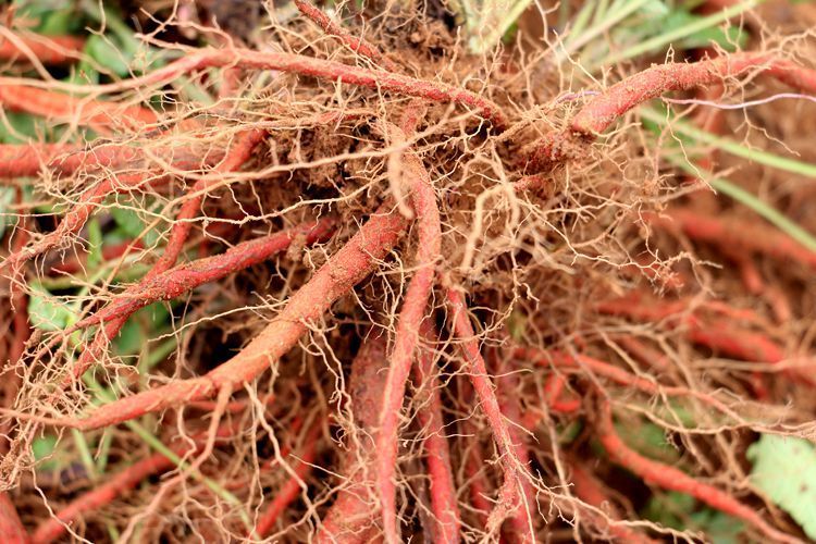 秦岭中药材 陕西精选无硫红根血参新货切片磨粉250g 秦岭野生丹参段