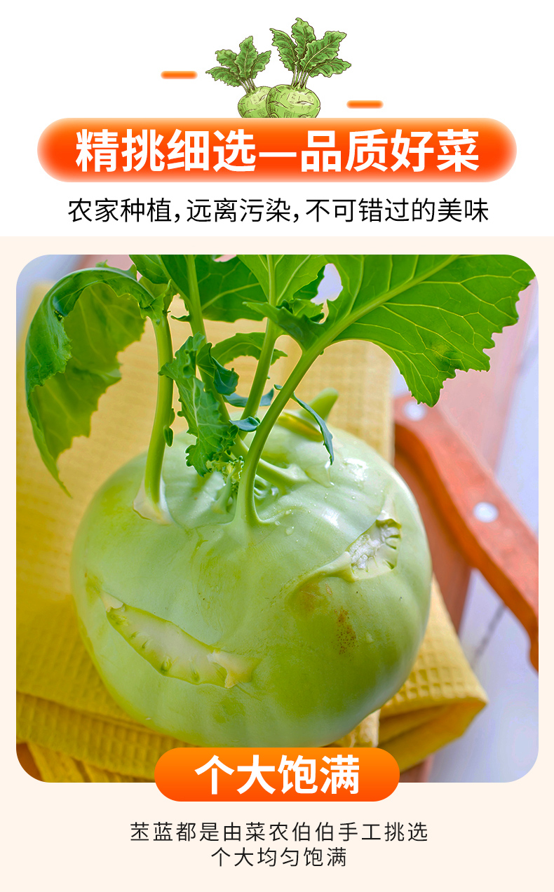 新鲜苤蓝疙瘩苤大头菜农家自种甘蓝下饭菜茄莲土苤芥菜头绿色蔬菜2500
