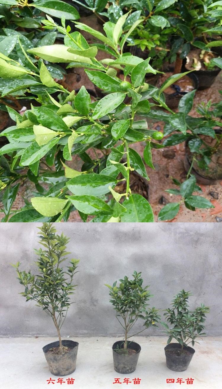 正宗脆皮金桔盆栽四季桔树苗室内阳台观赏绿植金钱橘果树带果发货 5年