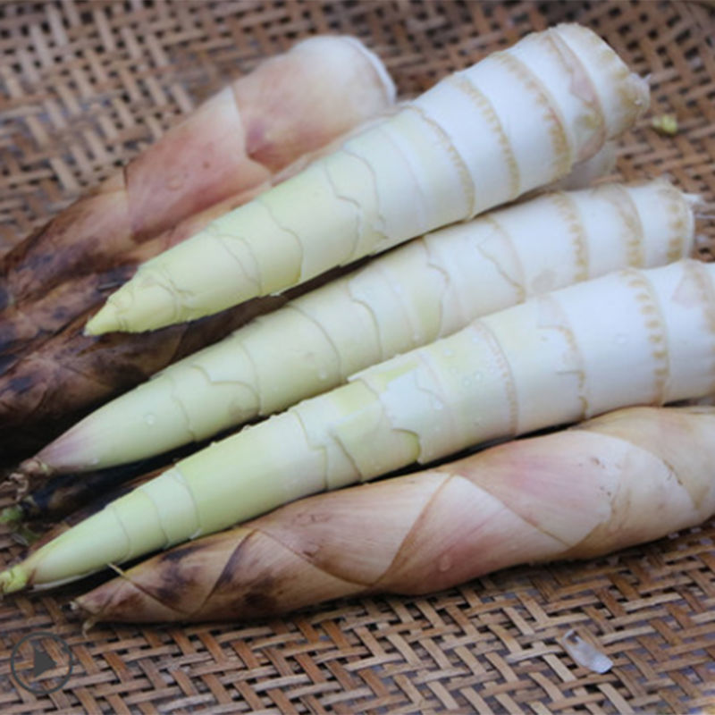 临安天目山现挖新鲜春笋雷笋冬笋油焖腌笃笋农家野生蔬菜鲜嫩竹笋精选