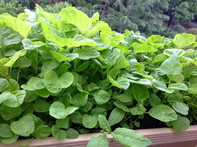 纳格兰厂家原厂封包苋菜种子 圆叶苋菜种子 青苋菜种子 红苋菜种子 青