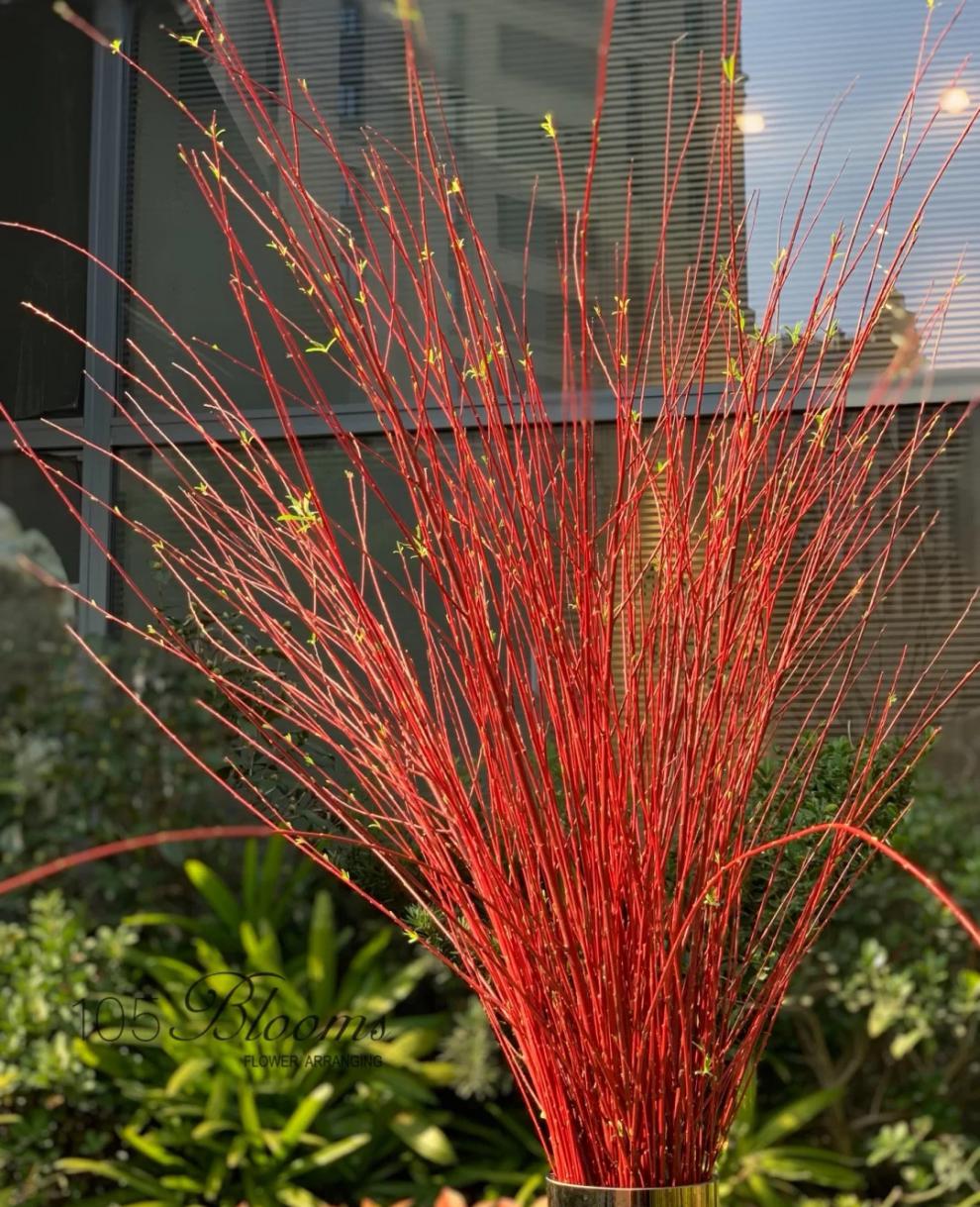 纳邦 进口伊朗红柳红瑞木鲜切枝条水培植物年宵花材客厅桌面装饰长