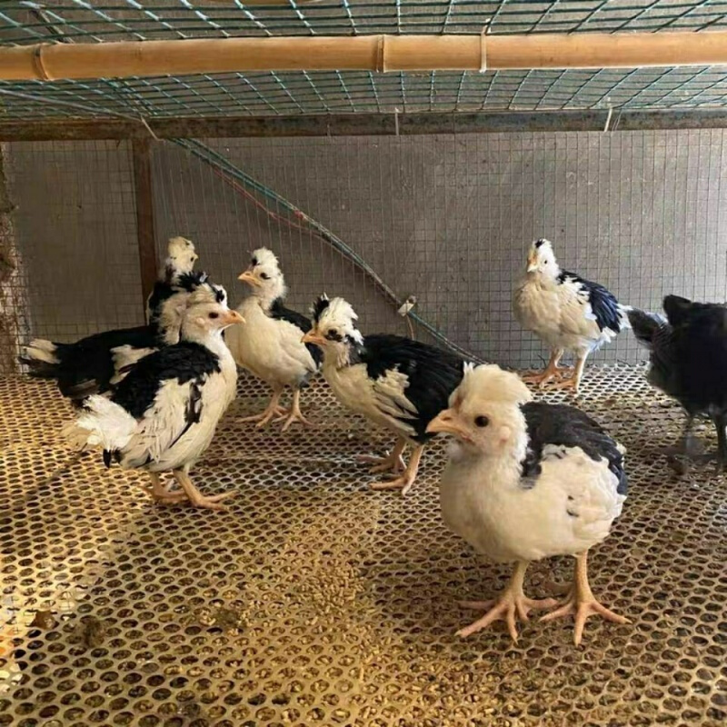 店铺推荐纯种贵妃鸡脱温鸡活体五黑鸡活体脱温小鸡防疫齐全包活到家