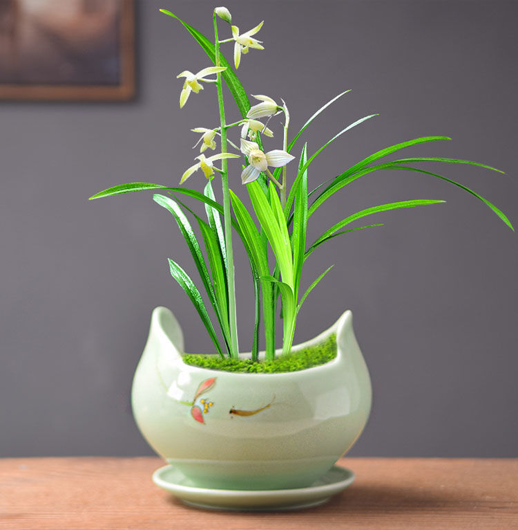 青花瓷花盆养的植物图图片