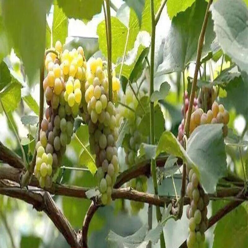 新品种甜小蜜蜂葡萄苗南方北方盆栽爬藤果树苗四季种植葡萄树苗 3年苗