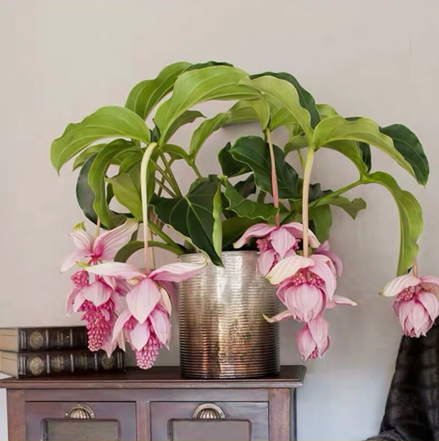 千惠美荷兰进口 宝莲灯花苗 美丁花 盆栽带花苞发货超大一颗 国产珍珠