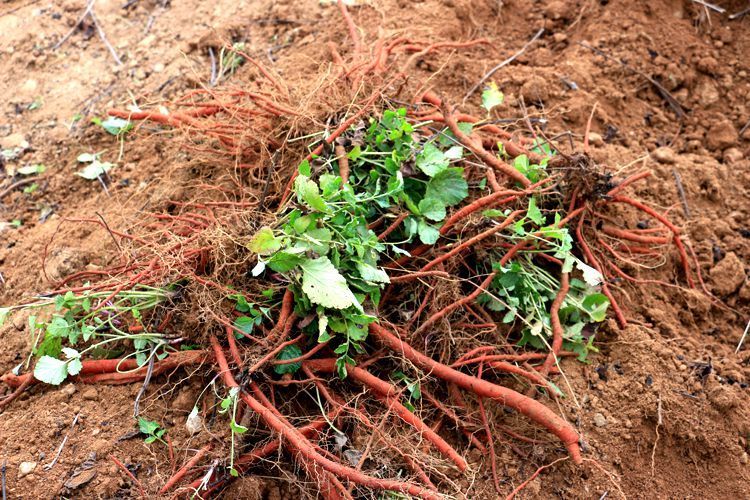 丹参 秦岭中药材 陕西精选无硫红根血参新货切片磨粉250g 秦岭野生