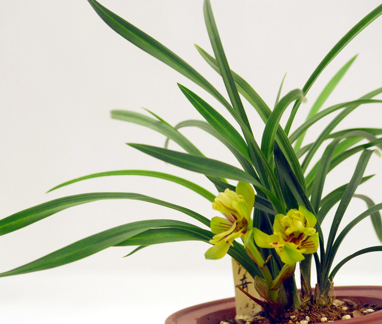 唯友兰花专用土铁皮石斛蝴蝶兰植料兰科专用营养土兰花土君子兰专用土