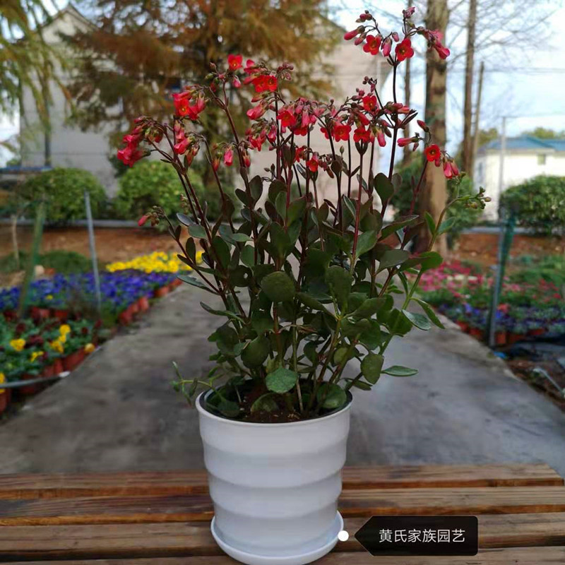 宫灯长寿花绿植长寿花苗四季开花盆栽多年生室内植物中粉红色大宝盆口