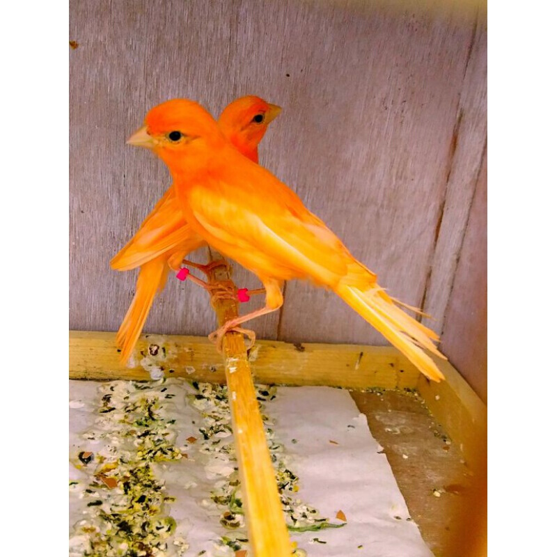 【店铺推荐】辣椒红玉鸟山东黄白玉白红眼玉鸟手养鸟玉鸟活鸟 山东黄