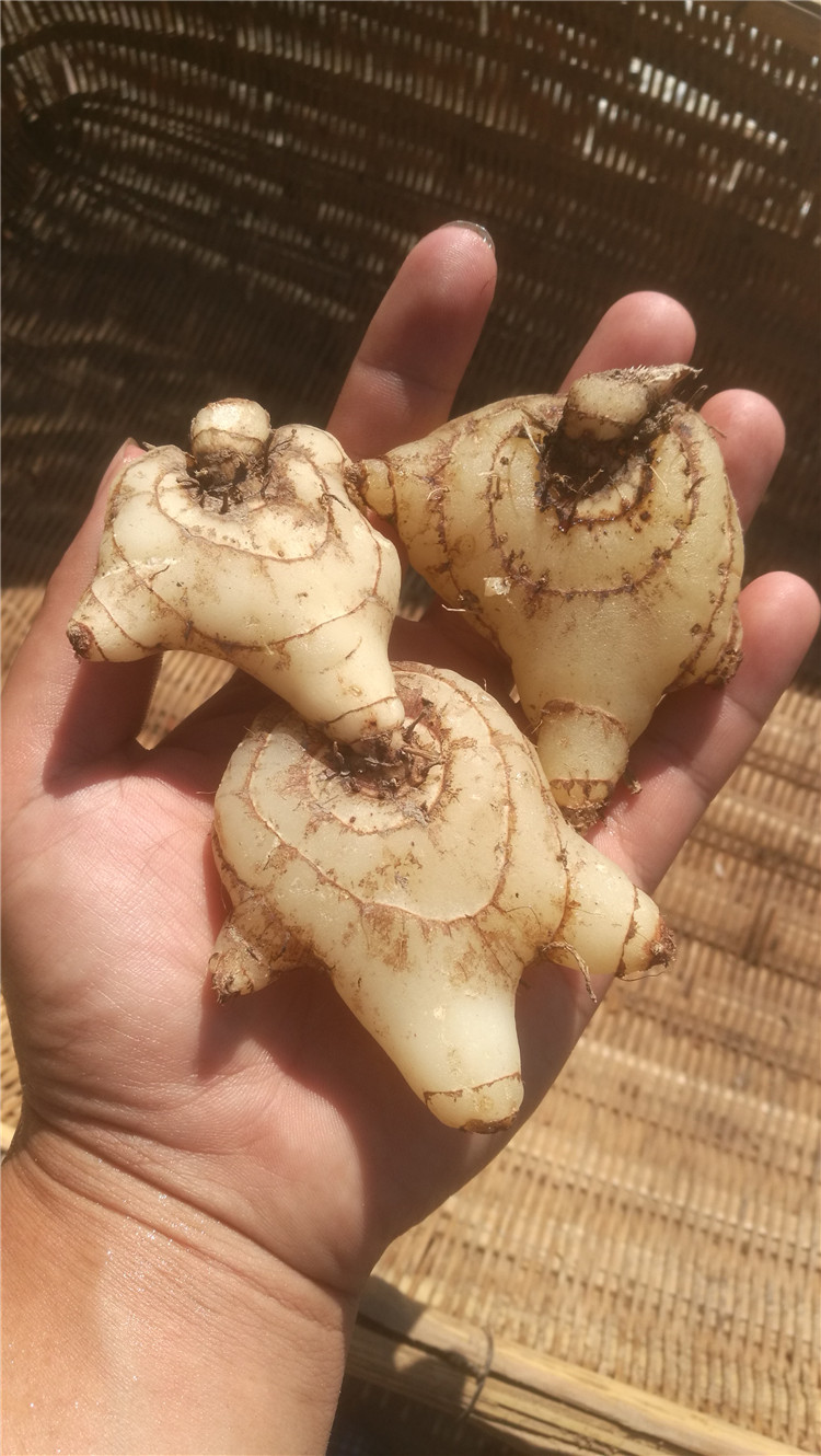 野生白芨新鲜 三叉紫花大 白及中药材湖南 可种植小种苗现挖 1斤